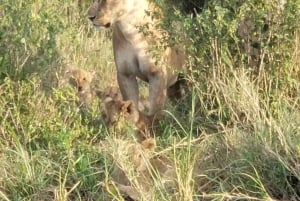 Safari de 3 jours entre le parc national de Mikumi et Zanzibar avec vols