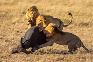 Safari de 3 jours entre le parc national de Mikumi et Zanzibar avec vols