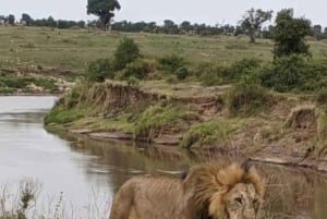 Safari de 3 jours entre le parc national de Mikumi et Zanzibar avec vols