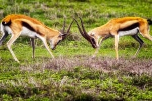 Safari de 3 jours entre le parc national de Mikumi et Zanzibar avec vols