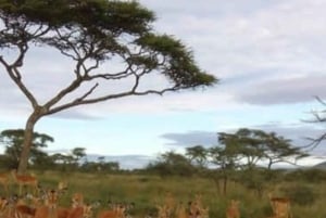 Safari de 3 jours entre le parc national de Mikumi et Zanzibar avec vols