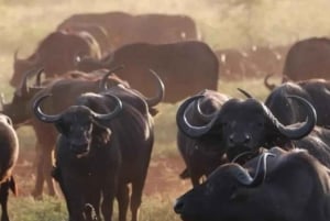 Safari de 3 jours entre le parc national de Mikumi et Zanzibar avec vols