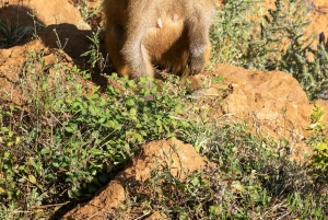 Safari di 3 giorni a Mikumi, escursione a Uluguru e cultura Masai
