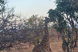 Avventura di 3 giorni tra fauna selvatica e cultura a Mikumi da Zanzibar