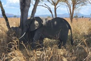 Avventura di 3 giorni tra fauna selvatica e cultura a Mikumi da Zanzibar