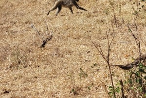 Avventura di 3 giorni tra fauna selvatica e cultura a Mikumi da Zanzibar