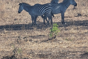 Avventura di 3 giorni tra fauna selvatica e cultura a Mikumi da Zanzibar