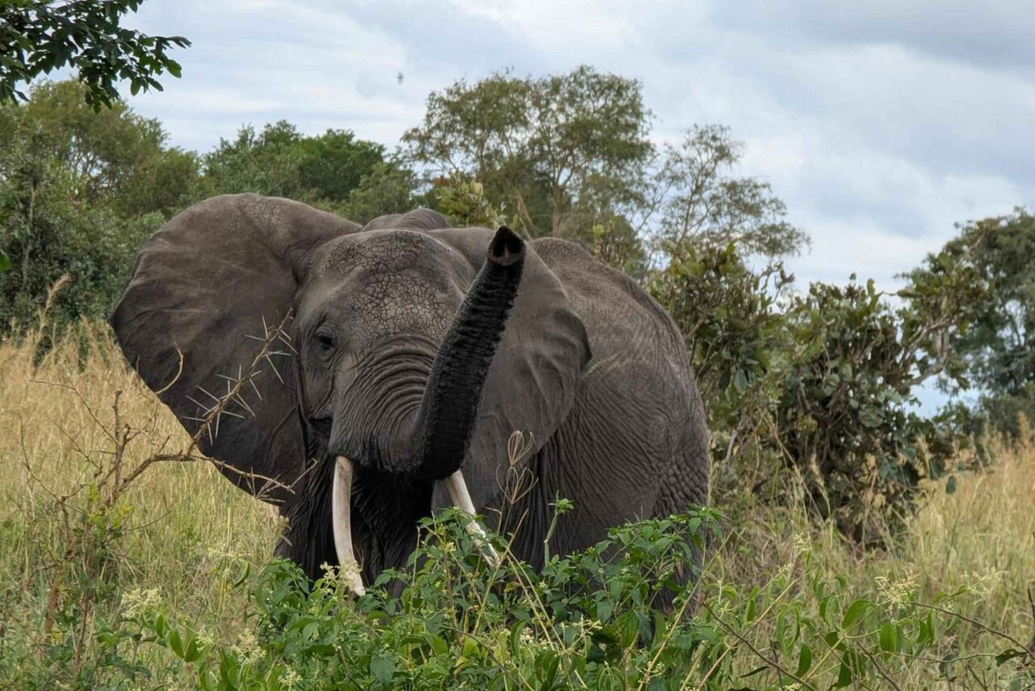Safari de 3 dias no Parque Nacional Nyerere a partir de Zanzibar com voo
