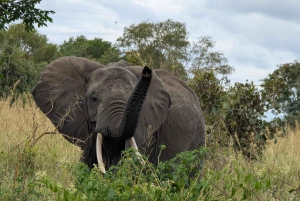 ザンジバル発 ニエレレ国立公園3日間サファリ（航空券付き）