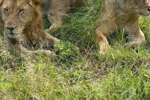 ザンジバル発 ニエレレ国立公園3日間サファリ（航空券付き）
