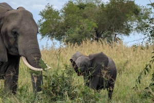 ザンジバル発 ニエレレ国立公園3日間サファリ（航空券付き）