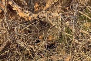 ザンジバル発 ニエレレ国立公園3日間サファリ（航空券付き）