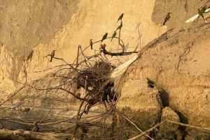 ザンジバル発 ニエレレ国立公園3日間サファリ（航空券付き）