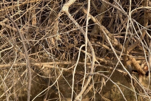 ザンジバル発 ニエレレ国立公園3日間サファリ（航空券付き）