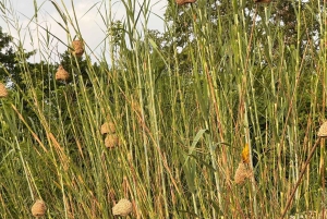 ザンジバル発 ニエレレ国立公園3日間サファリ（航空券付き）