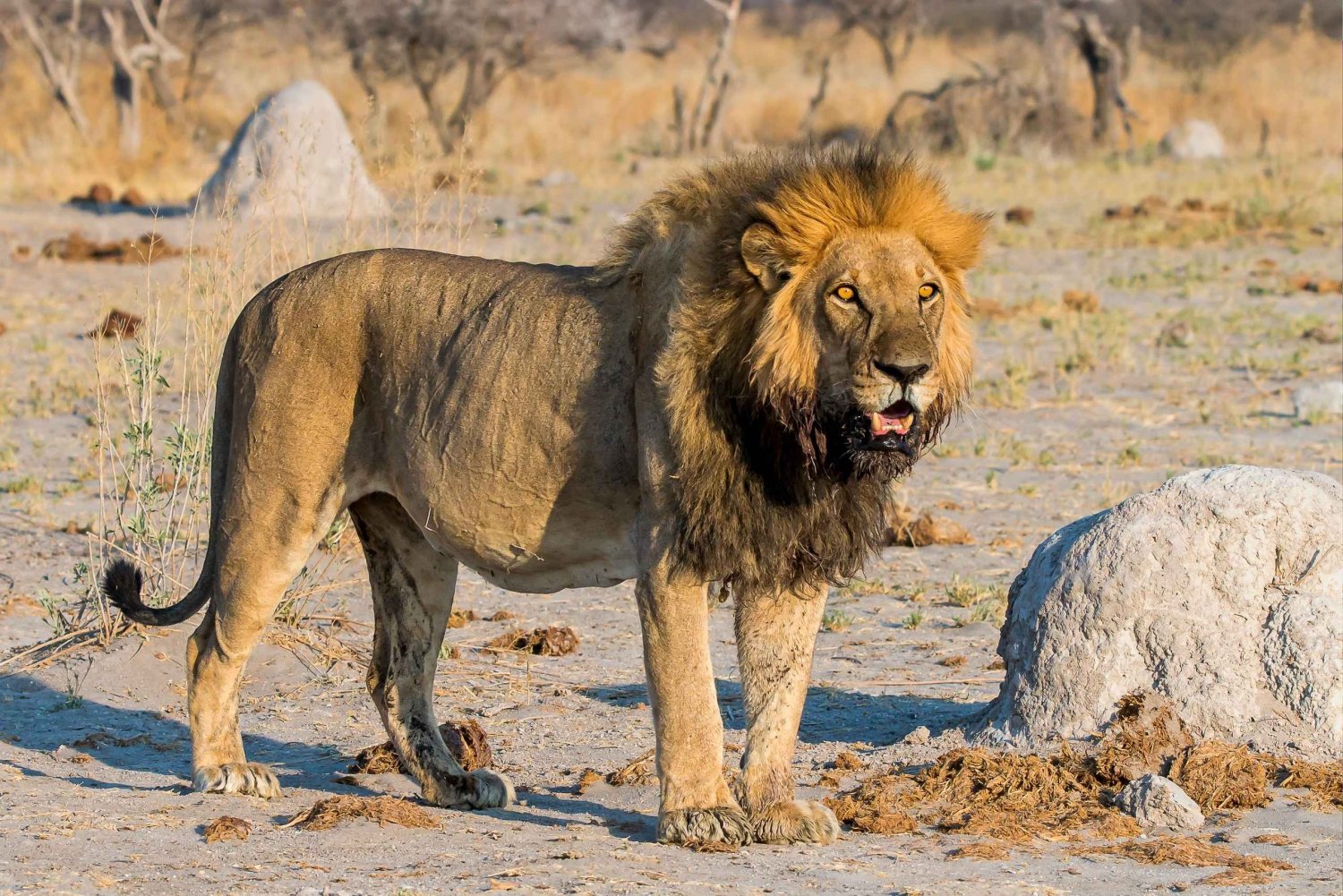3-Day Private Midrange Serengeti Ngorongoro Tour with Flight