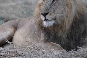 ザンジバルからミクミ公園までの3日間サファリ（電気列車利用）