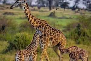 ザンジバルからミクミ公園までの3日間サファリ（電気列車利用）