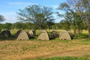 Safári de 3 dias no Lago Manyara, Ngorongoro e Tarangire