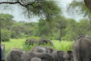 3 dagars safari i Lake Manyara, Ngorongoro och Tarangire