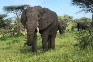 3 päivän safari Manyara-järvellä, Ngorongorossa ja Tarangiressa