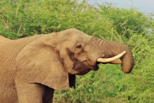 3-dagars safari till Serengeti & Ngorongoro + ballongupplevelse