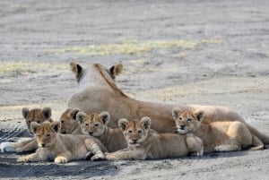 3-dagars safari till Serengeti & Ngorongoro + ballongupplevelse