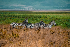 3-dagars safari till Serengeti & Ngorongoro + ballongupplevelse