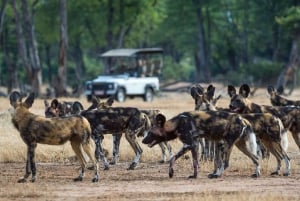 3-Day Safari Zanzibar to Nyerere Park by Boat, Car& Plane