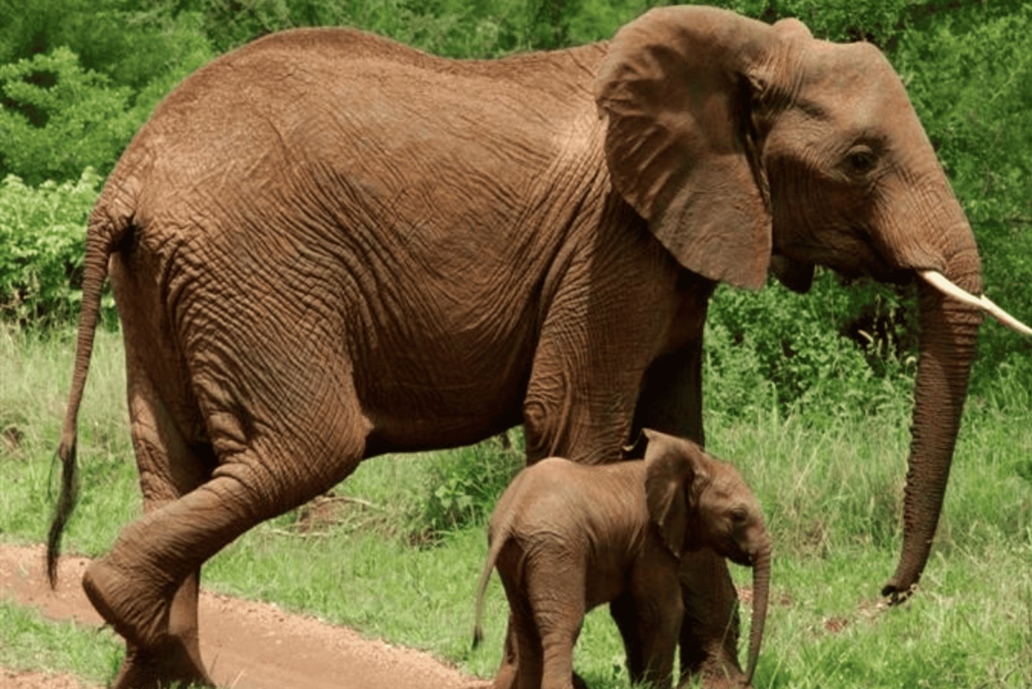 3-dages safari i Serengeti og Ngorongoro