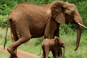 3-dages safari i Serengeti og Ngorongoro