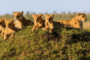 3-dages safari i Serengeti og Ngorongoro