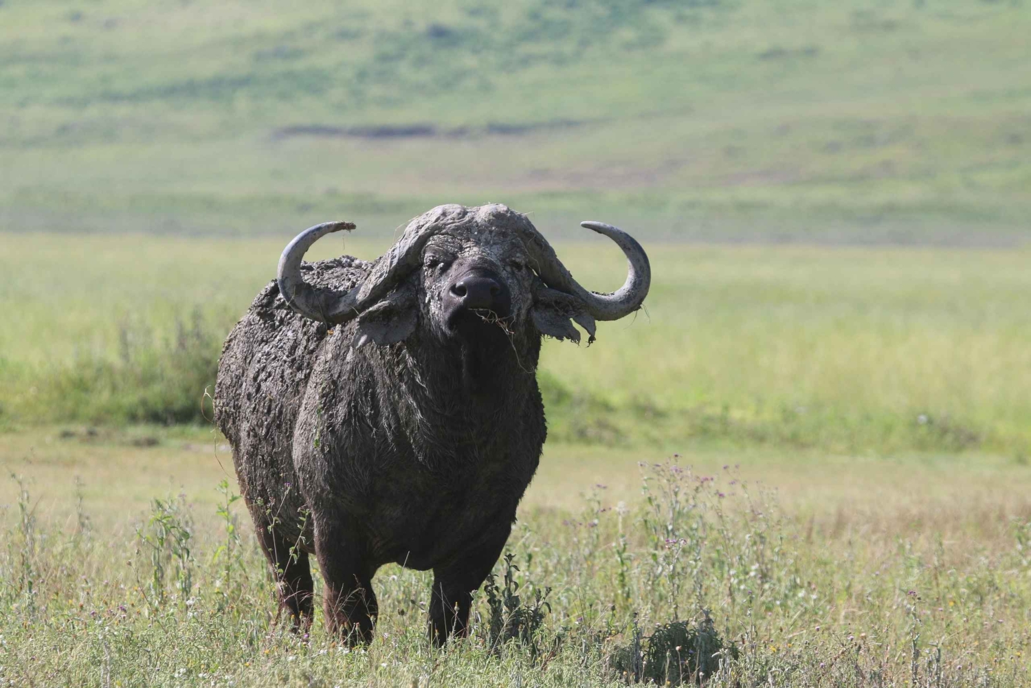 Safari de 3 días con vuelo a Serengeti desde Zanzíbar con todo incluido