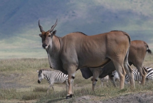 Safari de 3 días con vuelo a Serengeti desde Zanzíbar con todo incluido