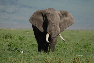 Safari de 3 días con vuelo a Serengeti desde Zanzíbar con todo incluido