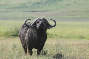 3-dniowe safari z przelotem do Serengeti z Zanzibaru – opcja all inclusive