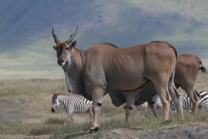 3-dniowe safari z przelotem do Serengeti z Zanzibaru – opcja all inclusive