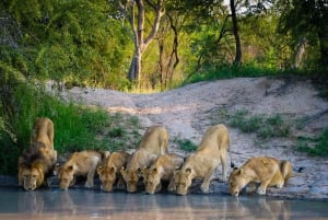 3-dniowe safari z przelotem do Serengeti z Zanzibaru – opcja all inclusive
