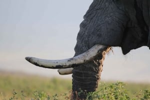 3-dniowe safari z przelotem do Serengeti z Zanzibaru – opcja all inclusive