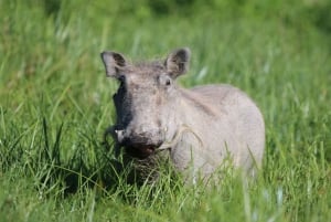 3-dniowe safari z przelotem do Serengeti z Zanzibaru – opcja all inclusive