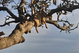 3-дневное сафари по Серенгети и Нгоронгоро из Найроби