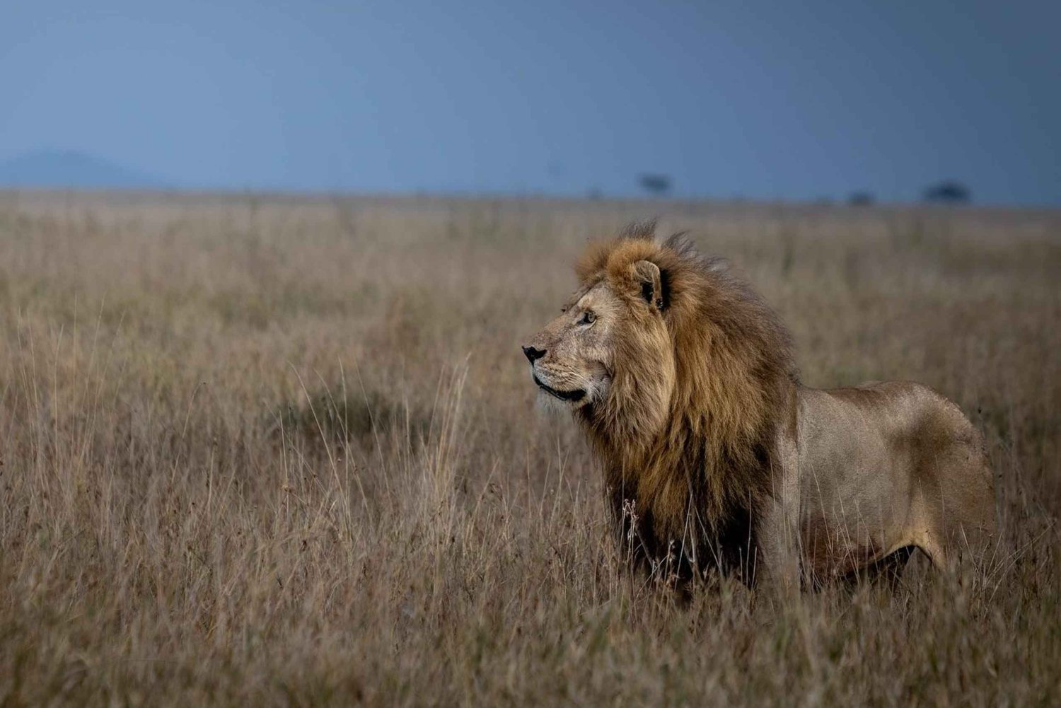 Safari de 3 dias no Serengeti saindo de Nairóbi