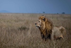 Safari de 3 dias no Serengeti saindo de Nairóbi