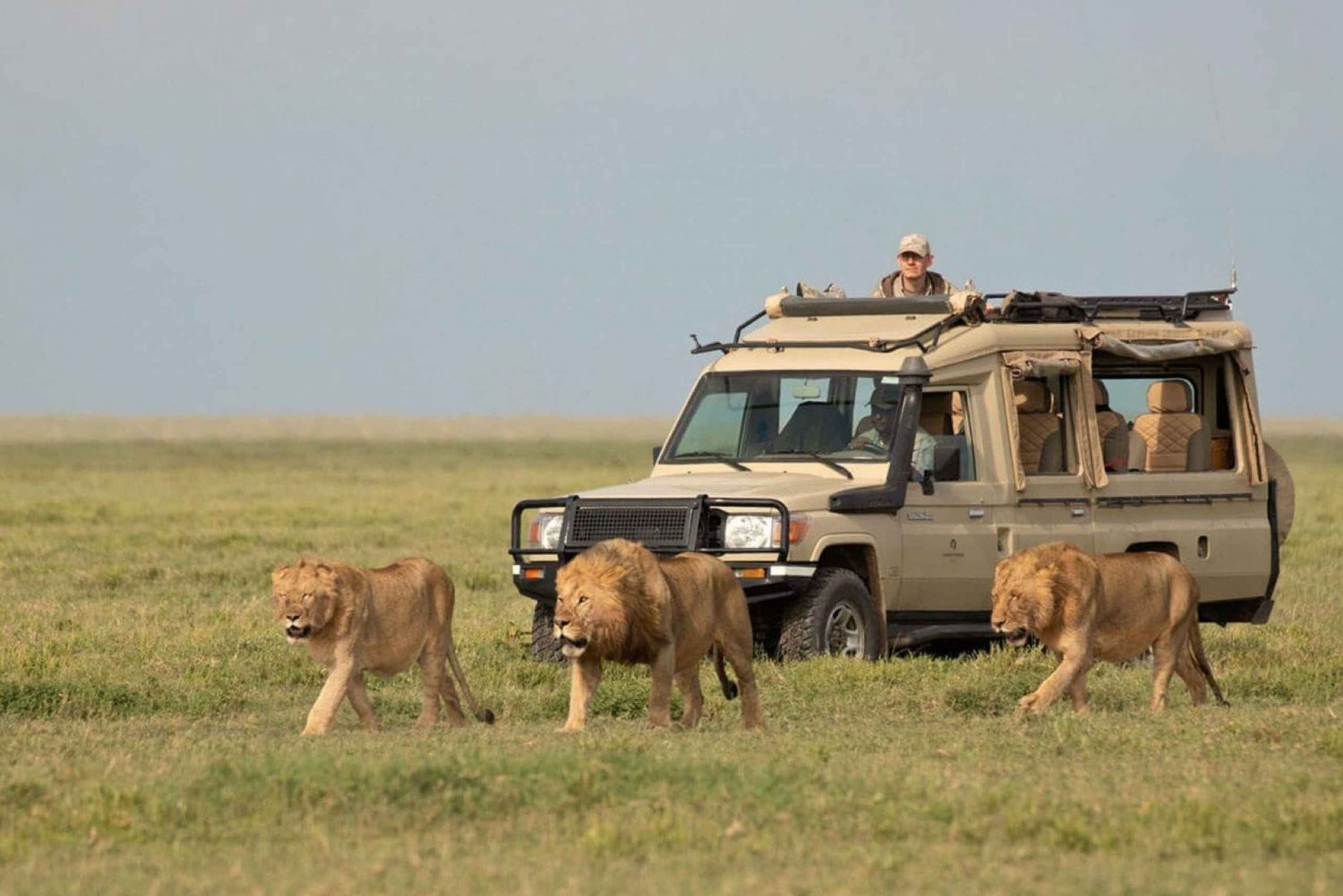 3-dages test af Tanzania-safari