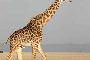 3-daagse spectaculaire Mikumi-safari, bushwalk en Maasai-cultuur