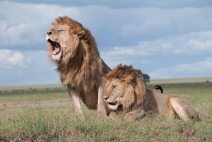 Трехдневное сафари в Микуми с посещением парка Чизуа и парка змей