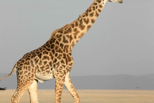 Трехдневное сафари в Микуми с посещением парка Чизуа и парка змей