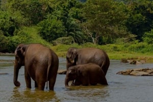 3 Tage: Tansania-Safari