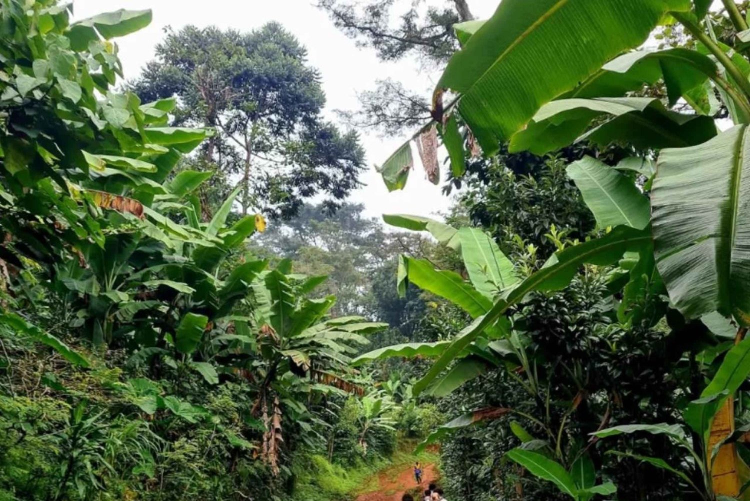 Senderismo de 3 días por las montañas Udzungwa