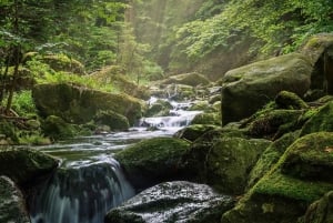 3-Day Udzungwa Mountains Trekking